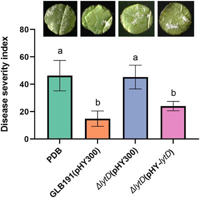 Endogenous cell wall degrading enzyme LytD is important for the biocontrol activity of Bacillus subtilis